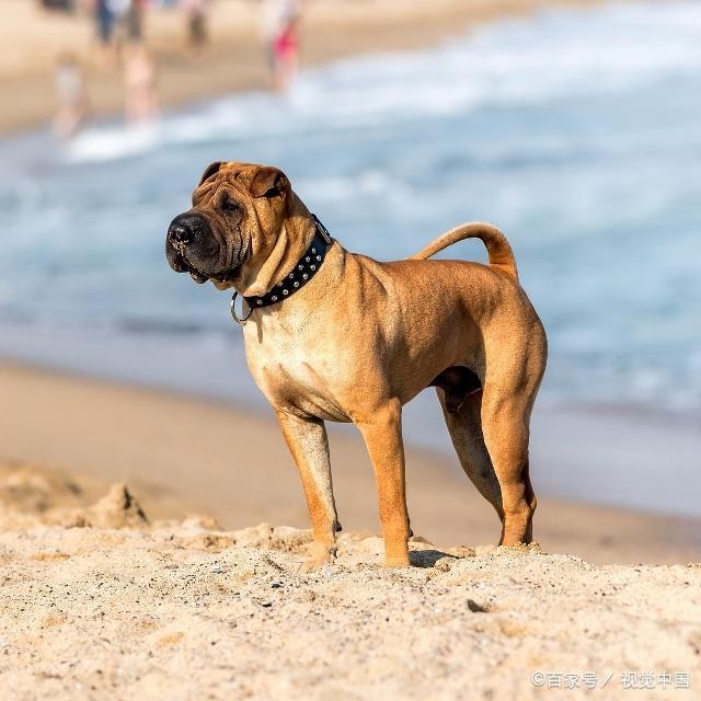 为什么中国沙皮犬是世界上最珍贵的品种之一，很少有人养？