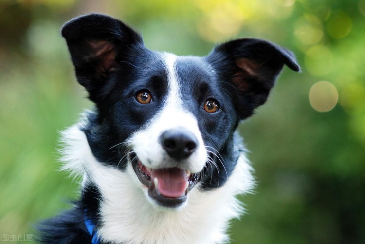 宠物托运从广州到扬州托运一只牧羊犬