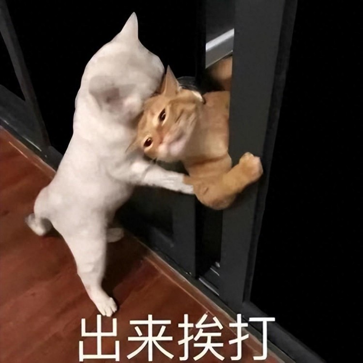 猫咪挨打时为什么不反抗知道真相的我眼泪掉下来