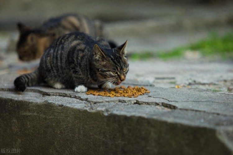 喂流浪猫时，2只流浪狗围了过来，如果是你，会给它们食物吗？