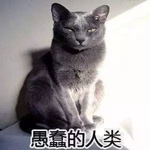 猫：技多不压身给你表演个穿墙神功吧