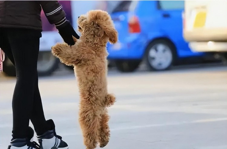 泰迪犬也会偏心对待真正的主人它会有这7个区别