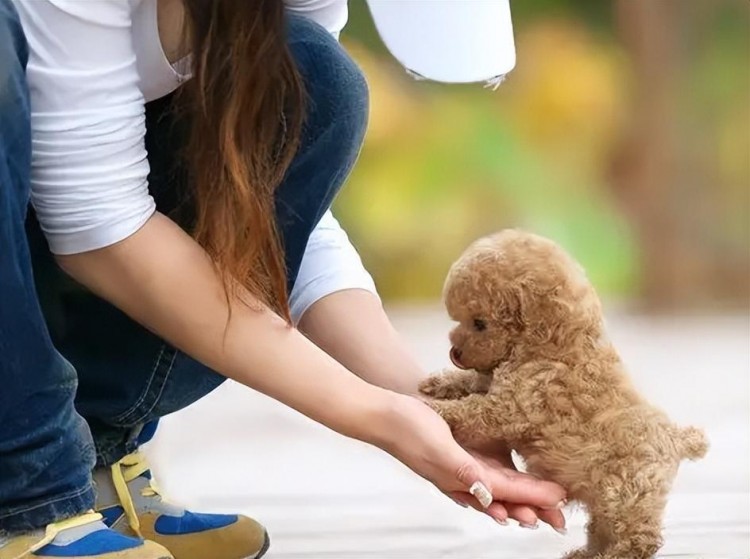 泰迪犬也会偏心对待真正的主人它会有这7个区别