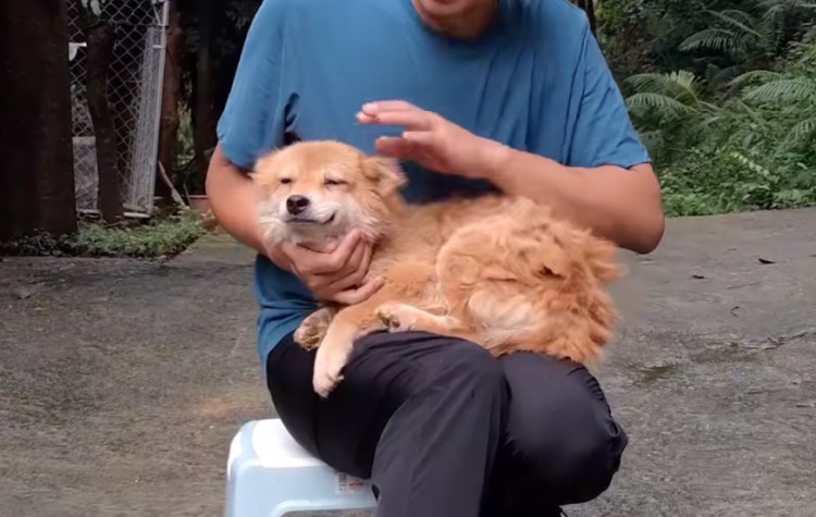 广州：从犬瘟中康复的流浪狗，流浪时还被剪耳朵，却不曾忘了微笑