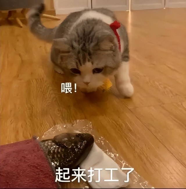 越胖越有福气？事实上，猫在哭