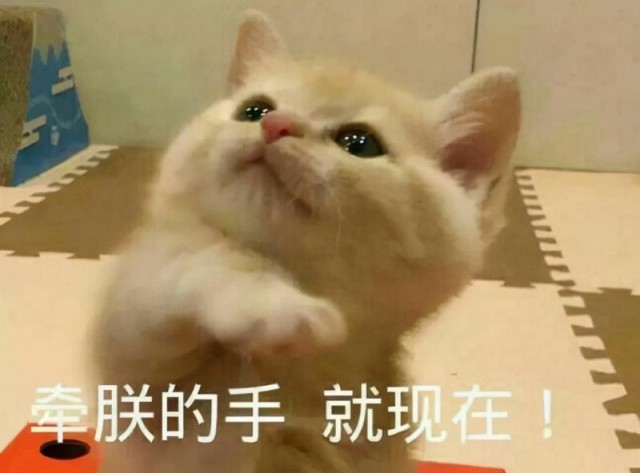 猫喜欢把爪子放在人身上，这实际上代表了这些含义