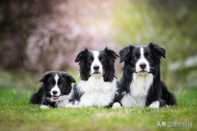 边牧不能做警犬的10大原因第6点让人哭笑不得