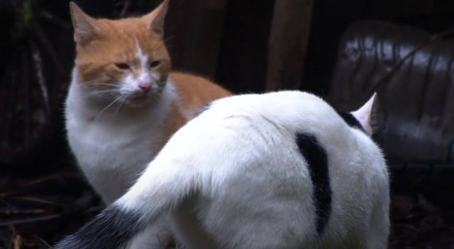 狗需要天天遛那猫咪适合带出去遛吗