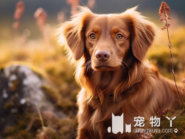 博美犬的耐寒能力？