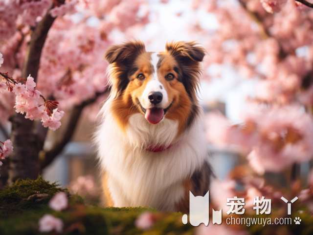 广州非凡天生宠物店：金毛犬Benben真的很乖吗？