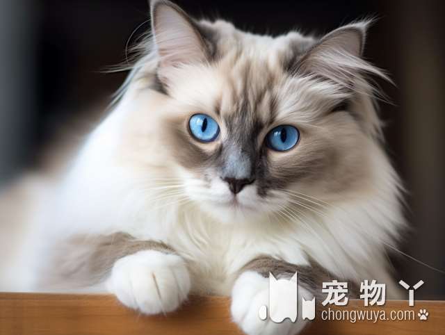 广州非凡天生宠物店：最适合你的猫咪在这里吗？