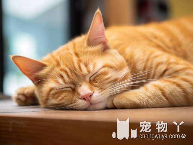 宇宙联萌宠物星球：猫咪大战现场真相揭秘!