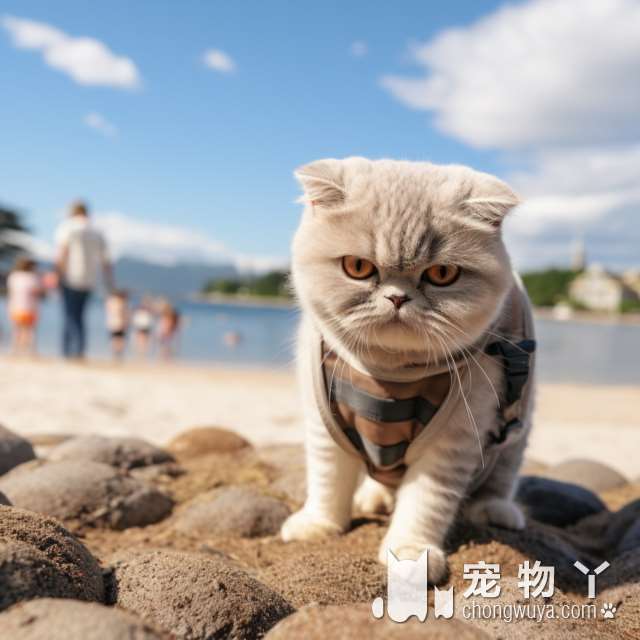 虎皮猫与狸花猫的区别