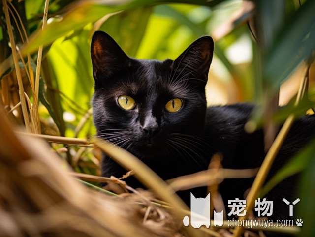 北京暖宠家，最宠爱你的猫在哪里?